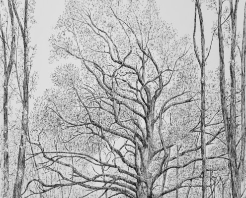 44. Portrait d'arbre N°1 de Clément Gy