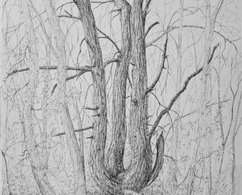 46. Portrait d'arbre N°3 de Clément Gy